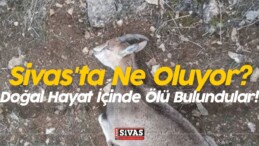 Sivas’ta Ne Oluyor? Doğal Hayat İçinde Ölü Bulundular!