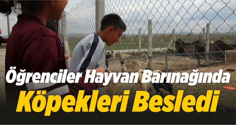 Öğrenciler Hayvan Barınağında Köpekleri Besledi