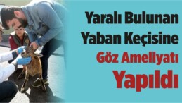 Yaralı Bulunan Yaban Keçisine Göz Ameliyatı Yapıldı