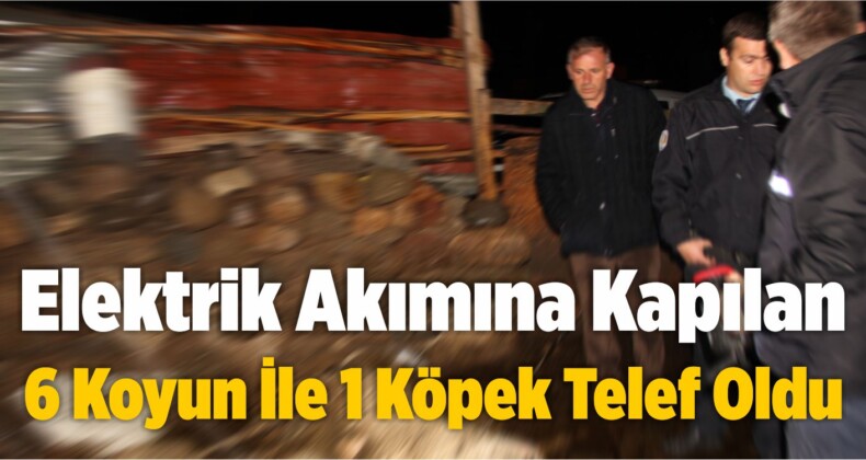 Elektrik Akımına Kapılan 6 Koyun İle 1 Köpek Telef Oldu