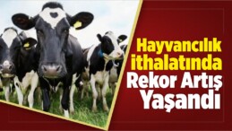 Hayvancılık İthalatında Rekor Artış Yaşandı