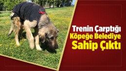 Trenin Çarptığı Köpeğe Belediye Sahip Çıktı