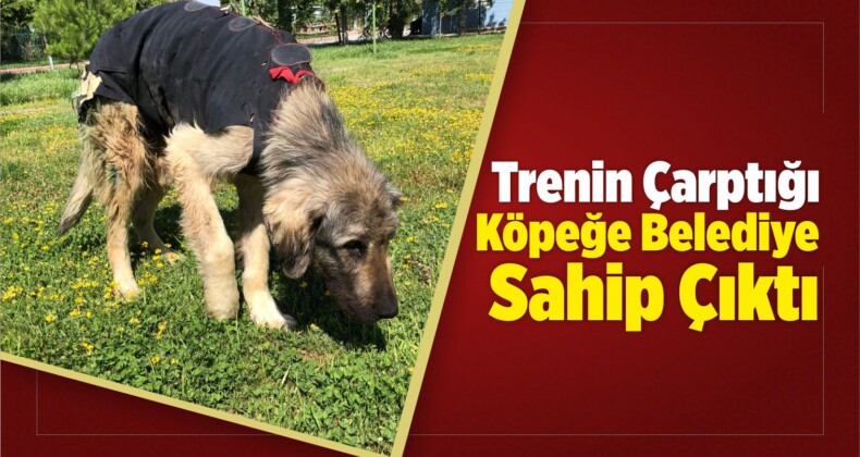 Trenin Çarptığı Köpeğe Belediye Sahip Çıktı