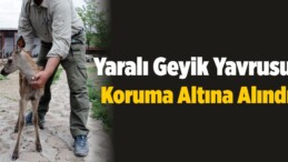 Yaralı Geyik Yavrusu Koruma Altına Alındı