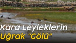 Kara Leyleklerin Uğrak “Gölü”