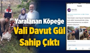 Yaralanan Köpeğe Sivas Valisi Davut Gül Sahip Çıktı