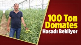 100 Ton Domates Hasadı Bekliyor