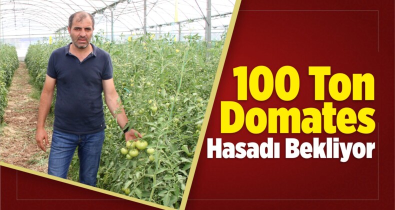 100 Ton Domates Hasadı Bekliyor