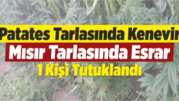 Patates Tarlasında Kenevir, Mısır Tarlasında Esrar