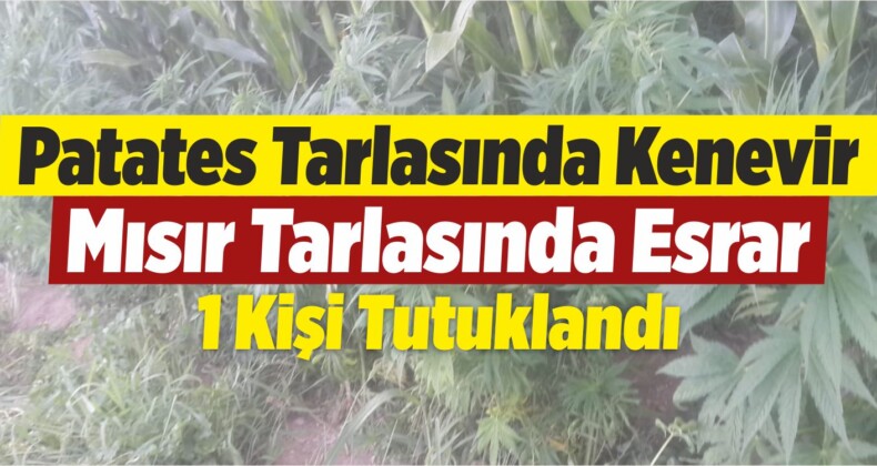 Patates Tarlasında Kenevir, Mısır Tarlasında Esrar