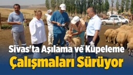 Sivas’ta Aşılama ve Küpeleme Çalışmaları Sürüyor