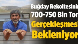 Buğday Rekoltesinin 700-750 Bin Ton Gerçekleşmesi Bekleniyor