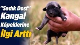 “Sadık Dost” Kangal Köpeklerine İlgi Arttı