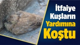 Suşehri İlçesindeki Kuşlar İtfaiye Ekipleri Tarafından Kurtarıldı