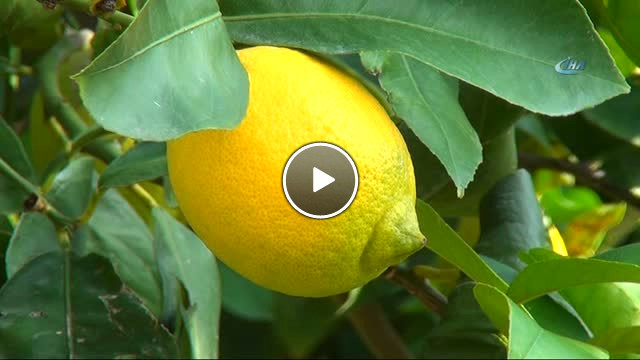 Limonun Ateşini Hasat Düşürecek