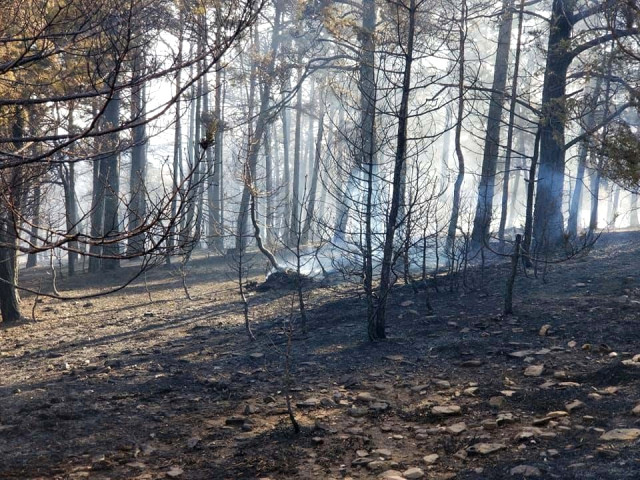 Akdağmadeni nde Orman Yangını
