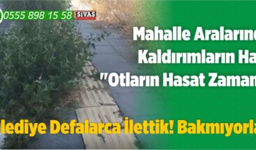 Mahalle Aralarında Kaldırımların Hali! “Otların Hasat Zamanı”