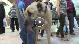 Kangal Türü Köpekler ile Minik Bıçaklar