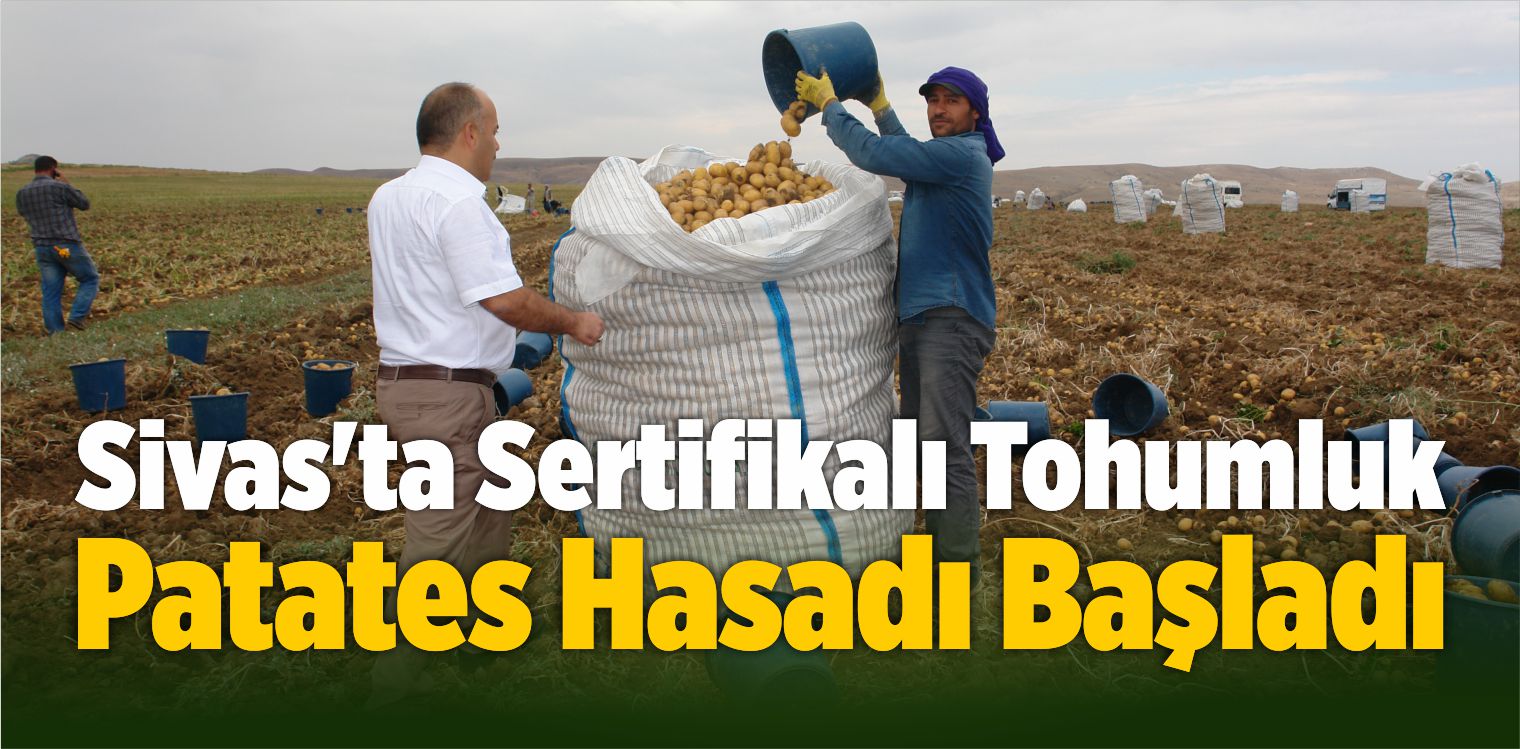 Patates Hasadı
