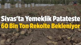 Sivas’ta Yemeklik Patateste 60 Bin Ton Rekolte Bekleniyor