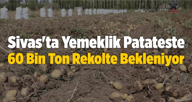 Sivas’ta Yemeklik Patateste 60 Bin Ton Rekolte Bekleniyor