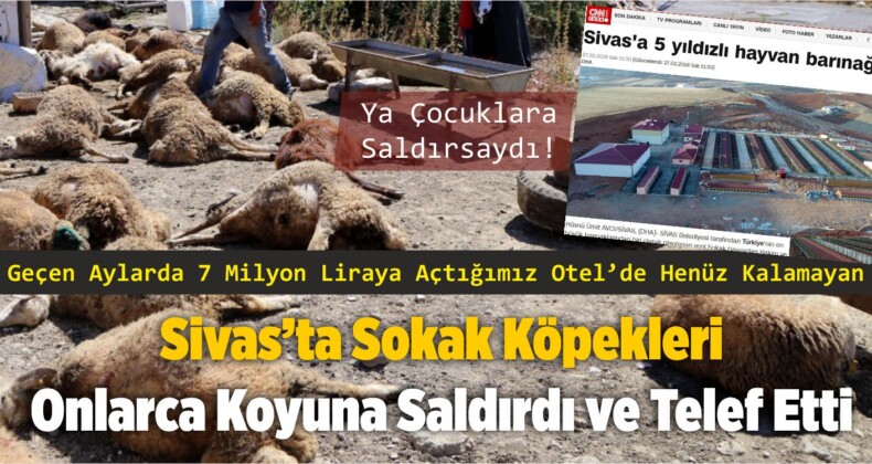 Belediye’nin Henüz Hayvan Otelinde Misafir Edemediği Köpeklerden Katliam!