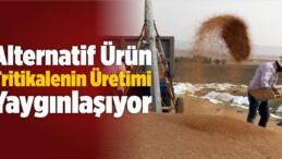 Alternatif Ürün Tritikalenin Üretimi Yaygınlaşıyor