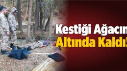 Kestiği Ağacın Altında Kaldı!