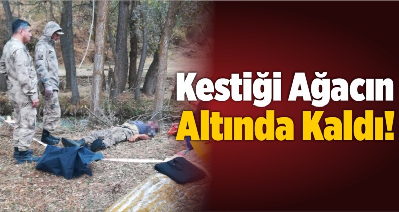 Kestiği Ağacın Altında Kaldı!