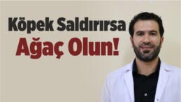 Köpek Saldırırsa Ağaç Olun