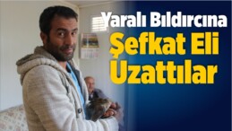 Yaralı Bıldırcına Şefkat Eli Uzattılar