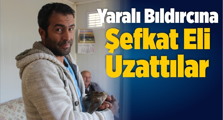 Yaralı Bıldırcına Şefkat Eli Uzattılar