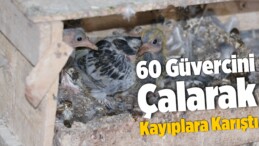 Kümeste Bulunan 60 Güvercini Çalarak Kayıplara Karıştı