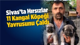 Bodruma Giren Hırsızlar 11 Kangal Köpeği Yavrusunu Çaldı