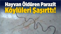 Hayvan Öldüren Parazit Köylüleri Şaşırttı