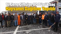 16 Genç Çiftçiye 80 Büyükbaş Hayvanın Dağıtımı Yapıldı