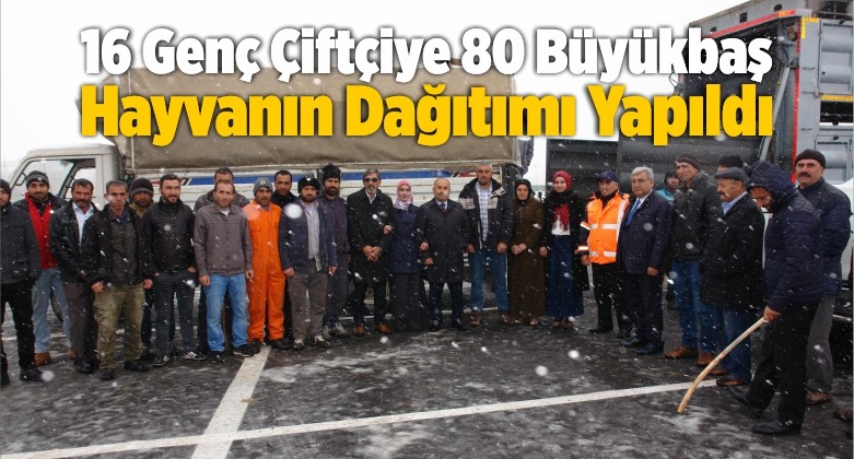 16 Genç Çiftçiye 80 Büyükbaş Hayvanın Dağıtımı Yapıldı