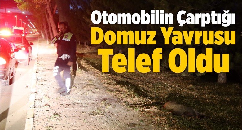 Otomobilin Çarptığı Domuz Yavrusu Telef Oldu