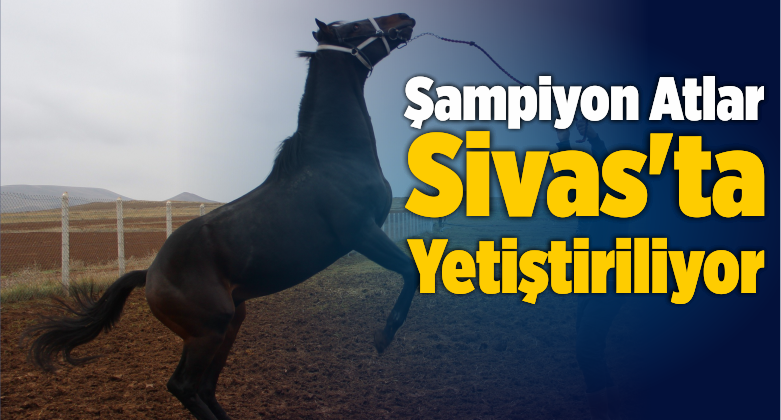 Şampiyon Atlar Sivas’ta Yetiştiriliyor