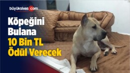 Kaybolan Köpeğini Bulana 10 Bin TL Ödül Verecek