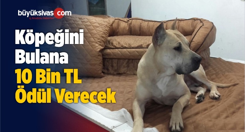 Kaybolan Köpeğini Bulana 10 Bin TL Ödül Verecek