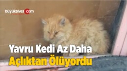 Vitrinle Çuvallar Arasında Sıkışan Kedi Günler Sonra Fark Edildi