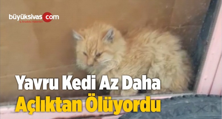 Vitrinle Çuvallar Arasında Sıkışan Kedi Günler Sonra Fark Edildi