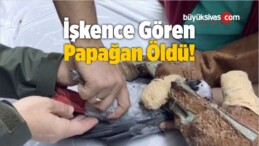 İşkence Gören Papağan Öldü!