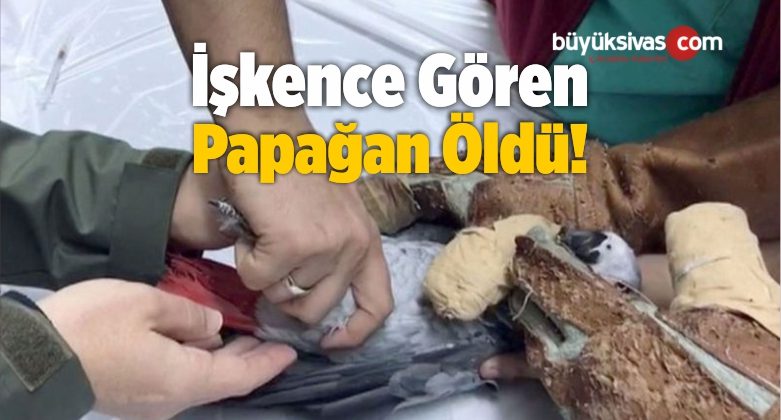 İşkence Gören Papağan Öldü!