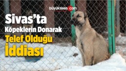 Şarkışla’da Köpeklerin Donarak Telef Olduğu İddiası