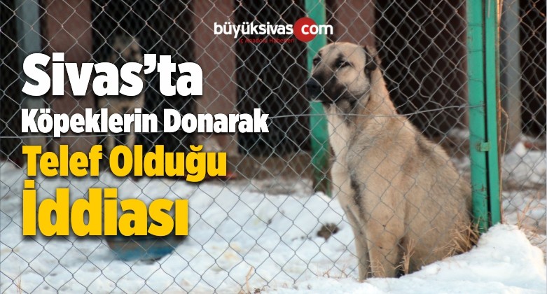 Şarkışla’da Köpeklerin Donarak Telef Olduğu İddiası