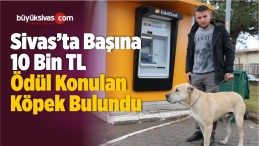 Başına 10 Bin TL Ödül Konulan Köpek Bulundu