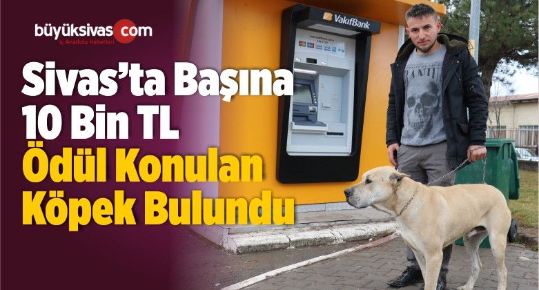 Başına 10 Bin TL Ödül Konulan Köpek Bulundu