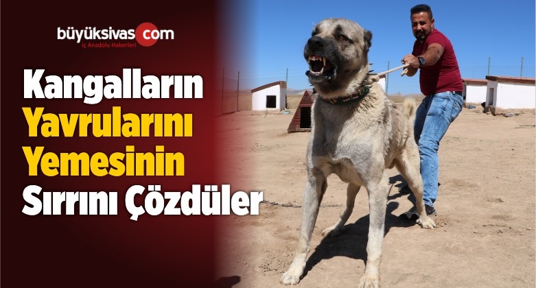 Kangalların Yavrularını Yemesinin Sırrını Çözdüler